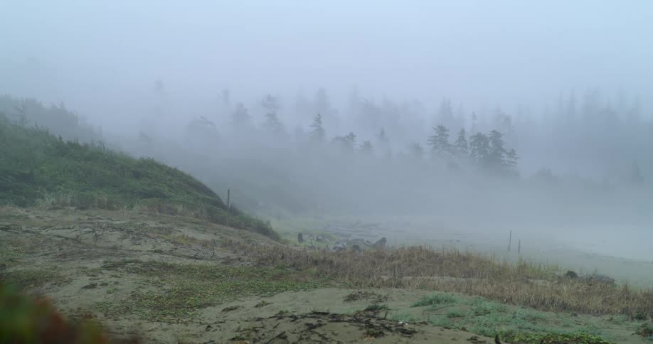 Grass covered beach with a foggy forest in the distance