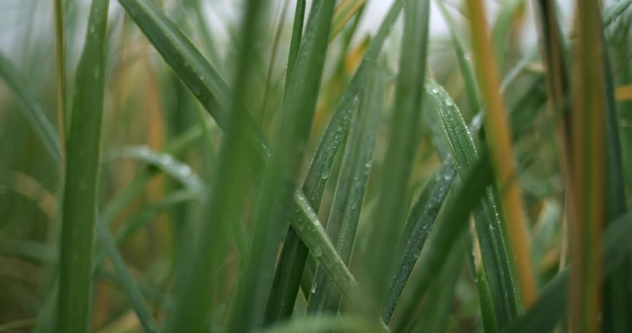 A closeup view of grass in a field with morning dew