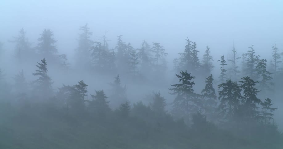 Trees in a forest on a very foggy day