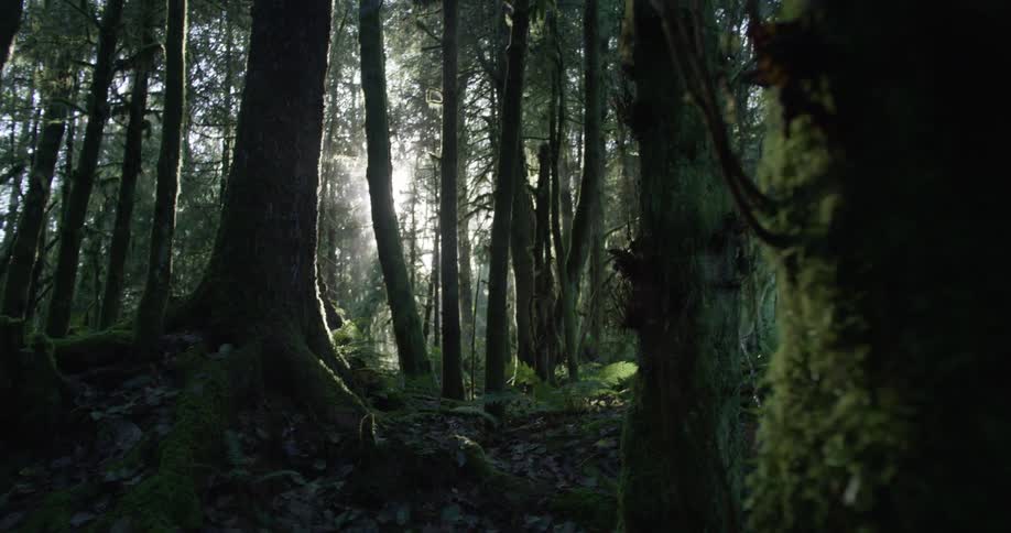 Green forest and trees covered in moss as the sun shines through