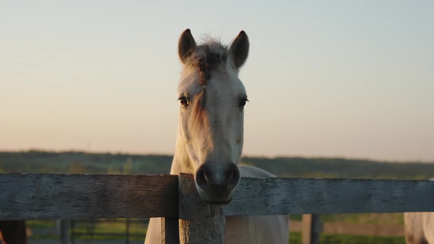 A horse is behind a fence at dusk