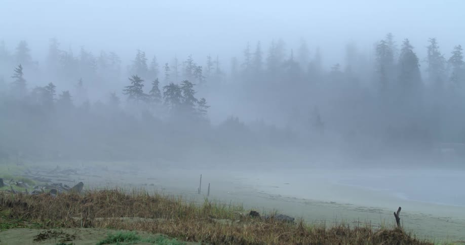 A shoreline with a forest next to it covered in ocean fog