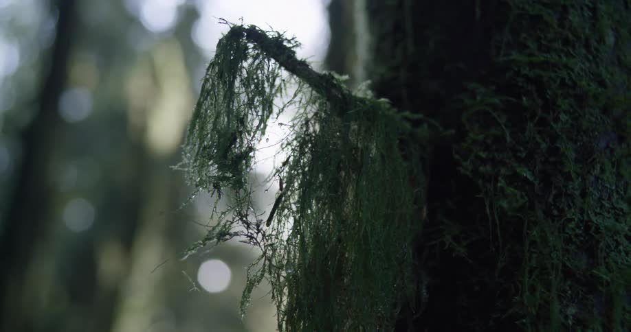 Tendrils of moss hang from twig of tree in woods