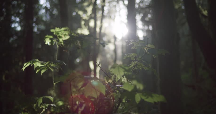 A close up of a plants leaves blowing in the wind as sun shines through
