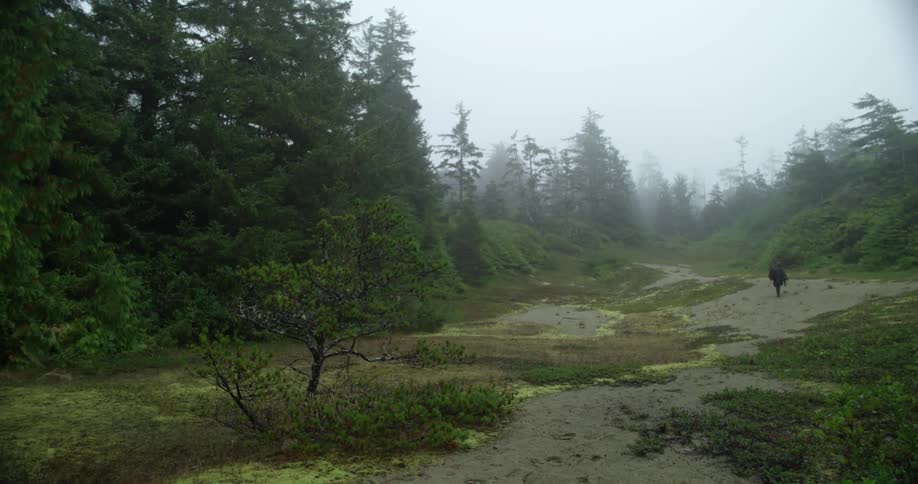 A person walking through a sandy meadow with forest and fog