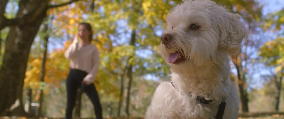 Woman walks dog on leash in park