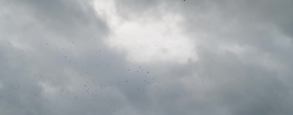 Birds flying around high in the sky in a large flock at daytime