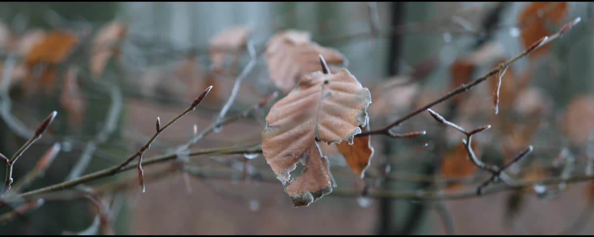 Dried autumn leaves on a tree in nature