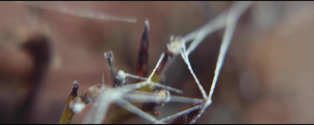 Close up of a spider web on branches