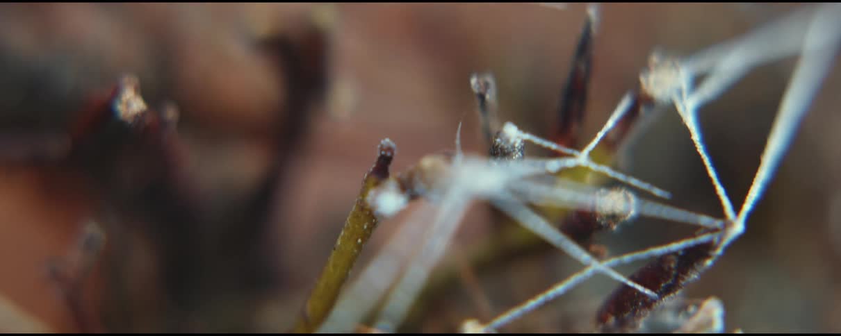 Spiderwebs covering branches on a plant