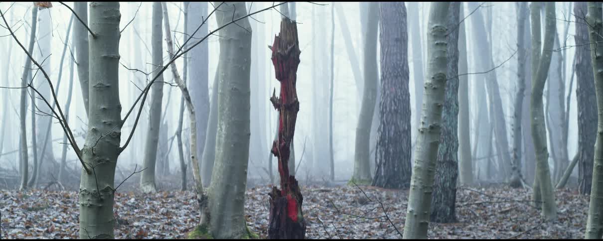 Decayed tree painted red in the mist of a forest at daytime