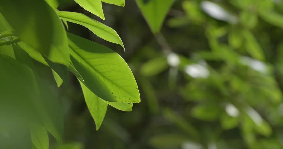 Healthy green leaves on a sunny day