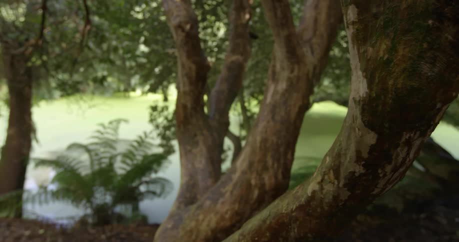 Healthy warped tree in a forest next to a murky body of water