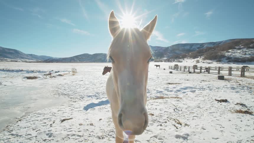 A white horse stands outdoors on snow covered field with hills and a blue sky in the background