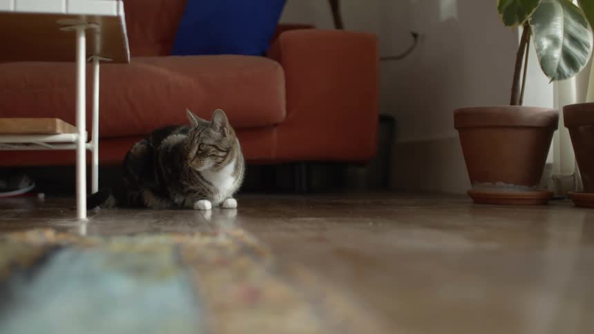 A house cat over the floor looks at its owner walking back and forth the apartment floor