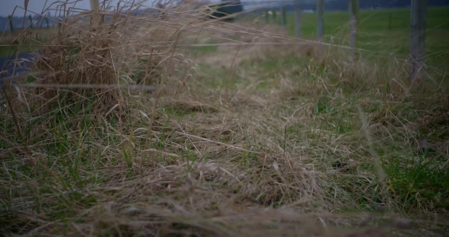 Dead grass and weeds blowing in the wind next to a fence outdoors