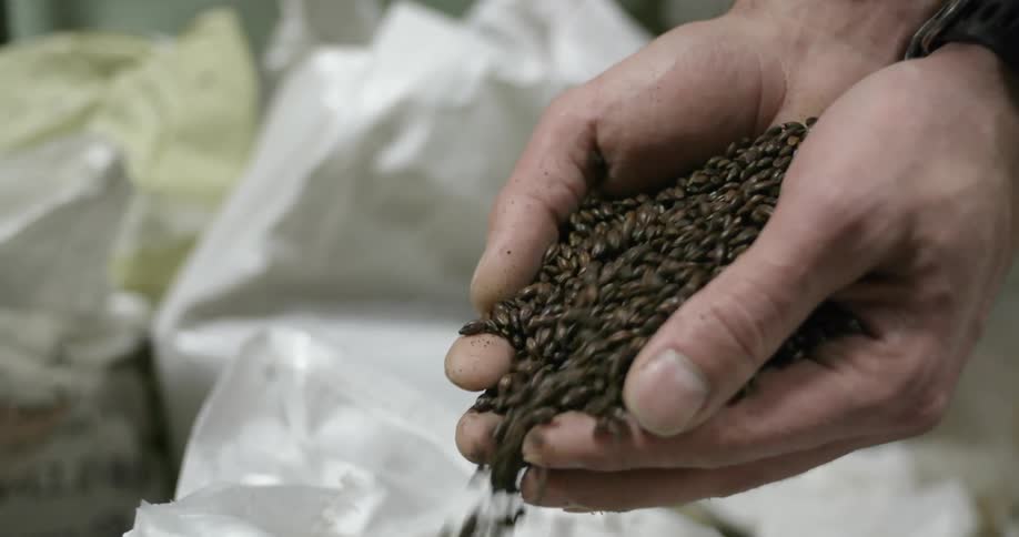Person holding grains and letting them fall out slowly