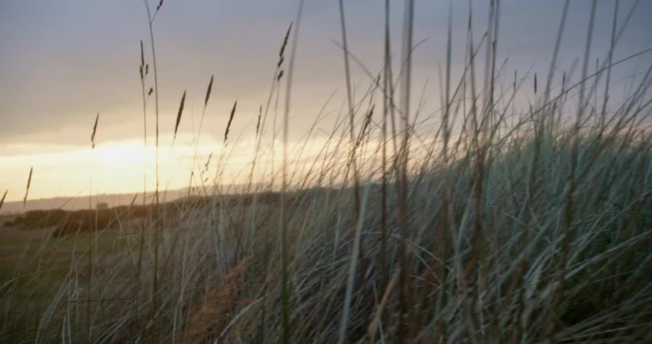 The sun sets over an open filed with tall weeds