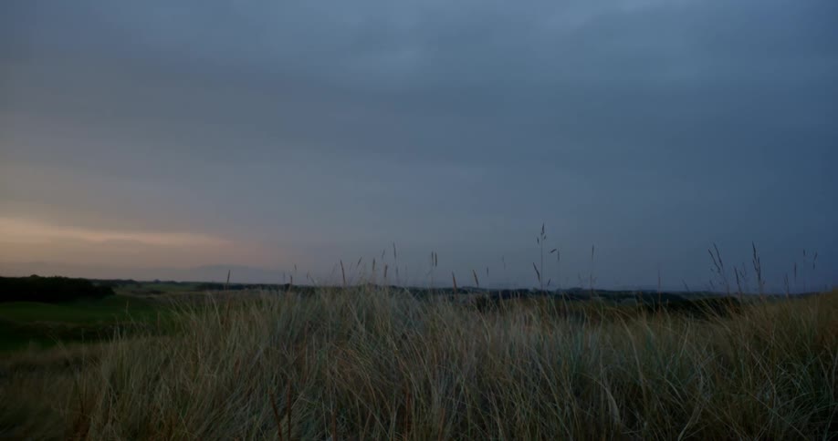 Grassy plants moving in the breeze as the sun has set