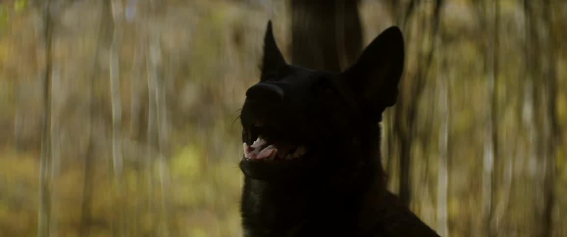 A dog is sitting in the woods during the day