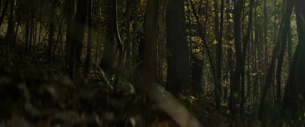 A man walking on a dense forest with a gun at evening