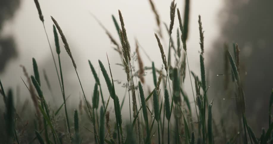 Dew droplets sit on tall reeds in a field