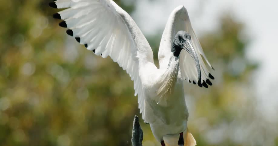 An ibis bird looks around and stretches its wings