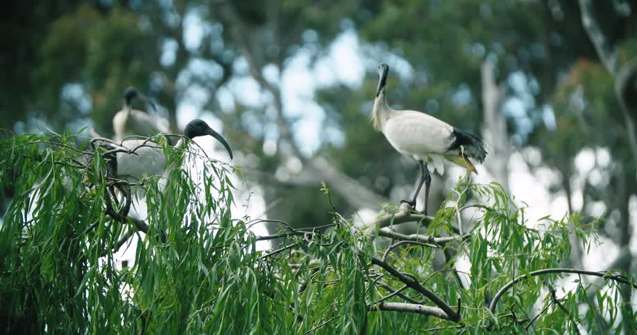 Birds perch on a tree with branches and leaves with trees the sky and clouds in the background