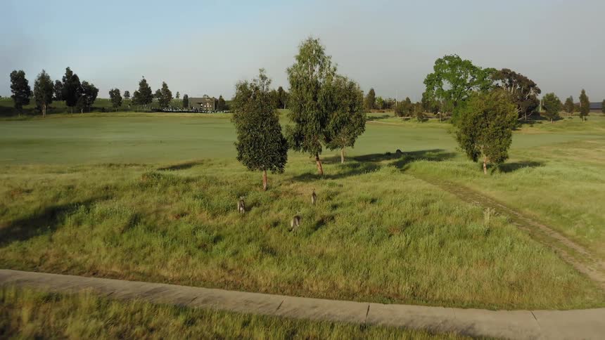 Kangaroos hopping across the grasslands