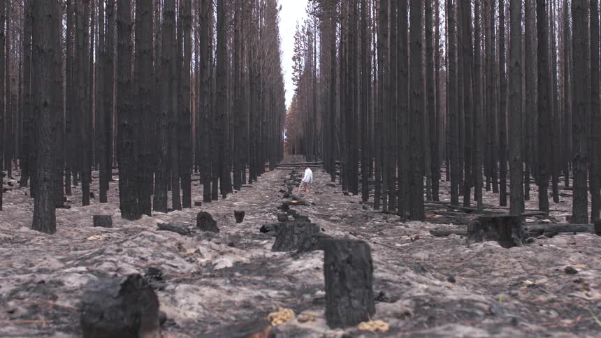 Man walking on a trail of chopped tree stumps throught the forest at sunset