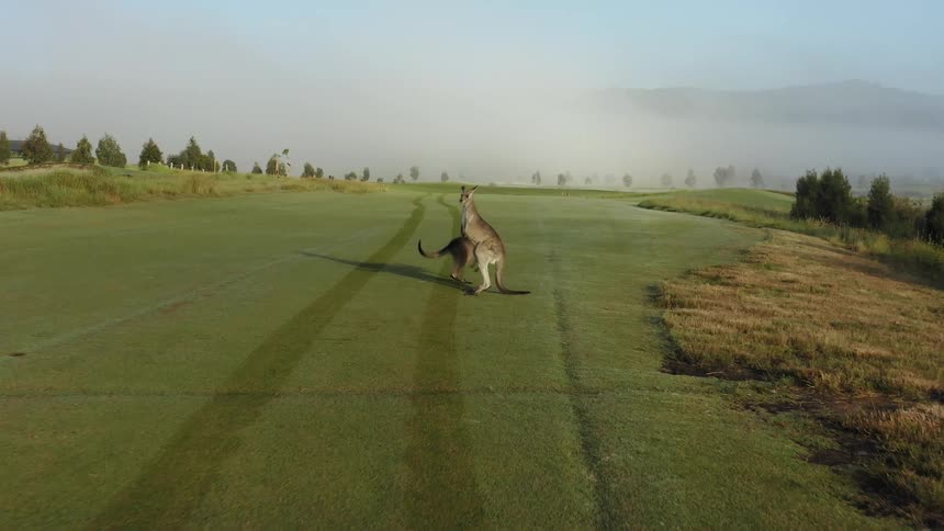 Aerial view of a family of kangaroos hopping over the green grass in a field