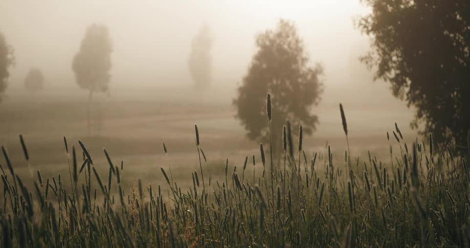 Grassy plants and trees on a very foggy day