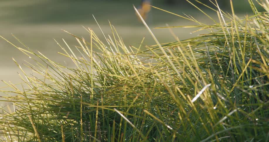 Grass blowing in the wind with sunlight