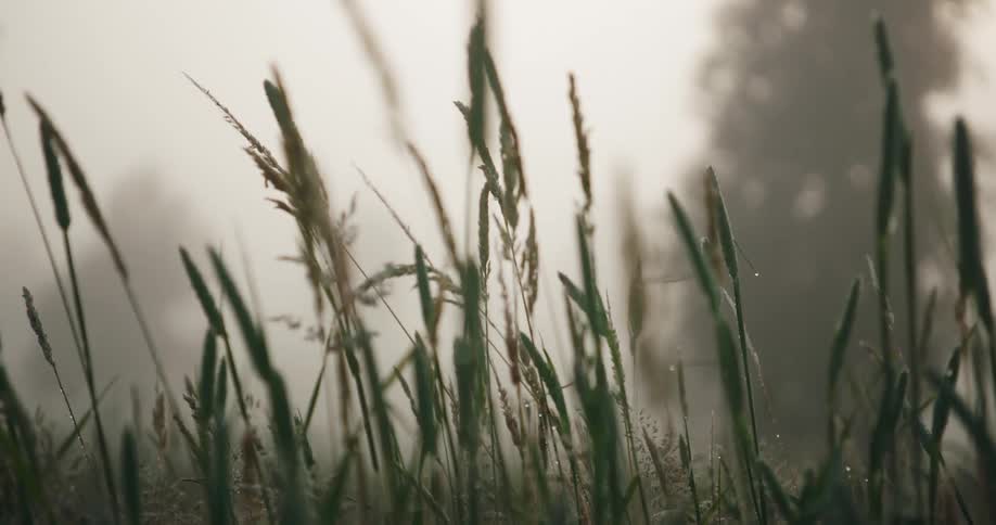 A close up of grass is shown in a field at dusk