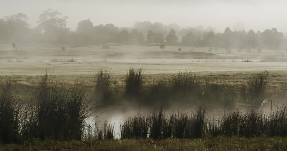 River creek with many plants on a foggy day with trees on the horizon