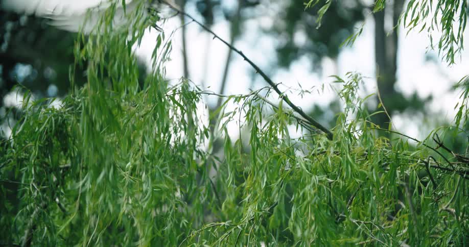 A bird on a branch flaps its wings and takes off after another