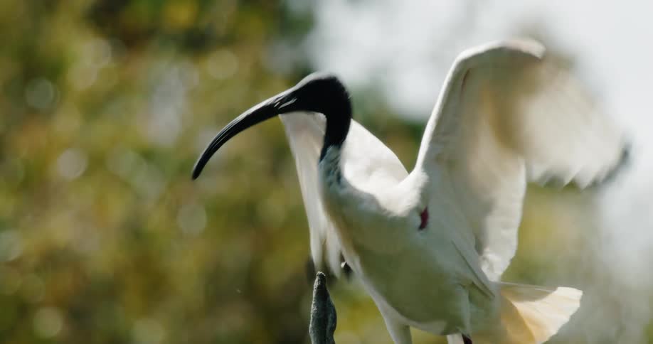 A close up of a bird flying off