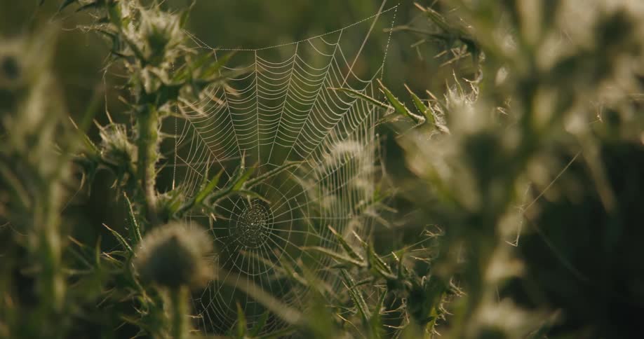 A spider web shimmers in the sunlight