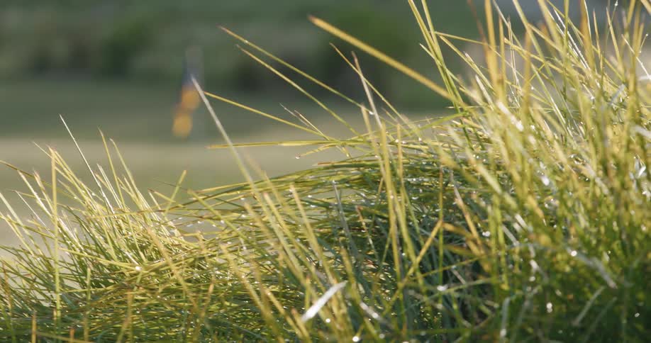 Tall grass blows in the wind near a flag on a golf course