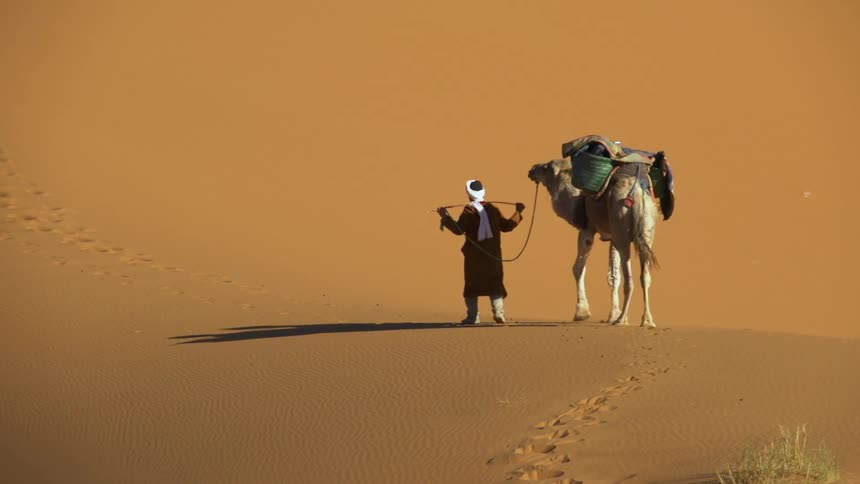 Bedouin walking alongside his camel on the yellow sand dunes in the desert
