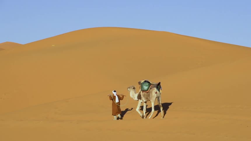 Bedouin with camel walking on the yellow sand dunes in the desert