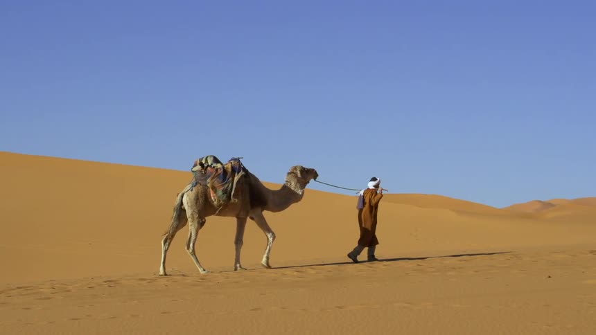A man leads a camel walking in the desert during the day