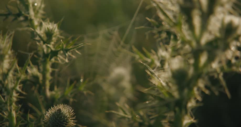 Plants in the sunlight covered with spiderwebs