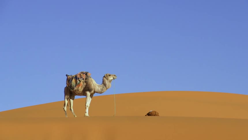 An arab man kneels in the desert sand to pray with his camel standing close by