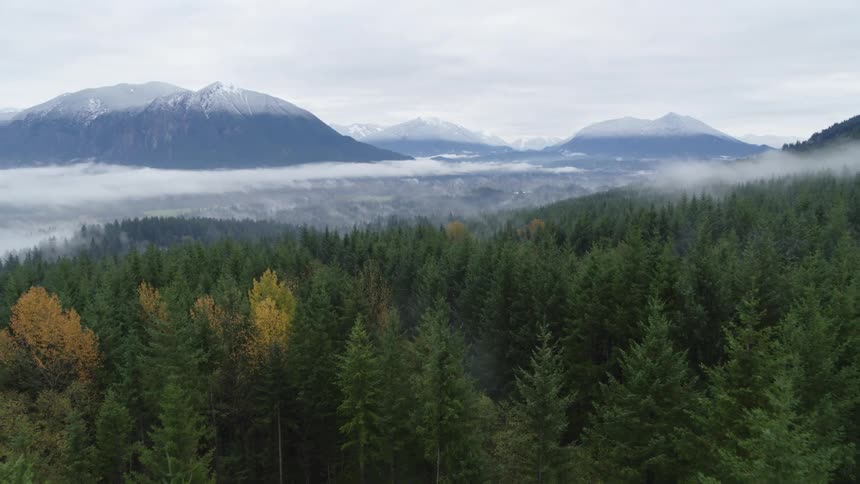 Tall pine trees grow in a dense forest near a mountain range