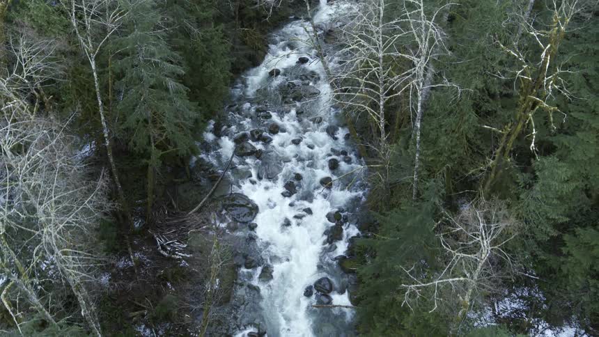 Top down descent over the turbulent waters of a river flowing through a pine tree forest