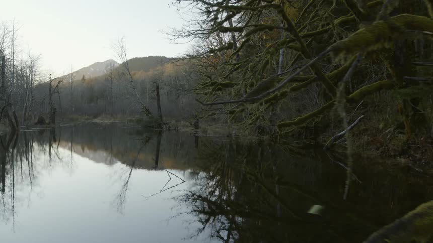 Skimming above the surface of a serene forest wetland