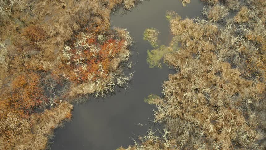 Traverse over healthy and vibrant golden marshland