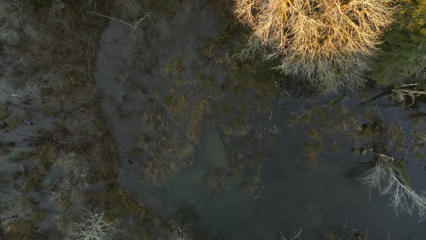 Top down view of pristine and calm forest wetlands