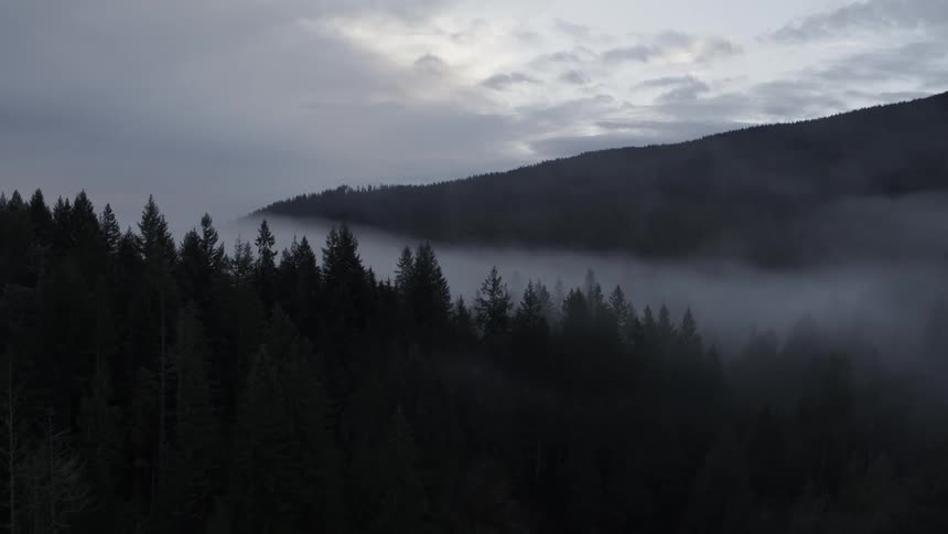 A layer of fog hangs over dense woodland tree tops at daybreak